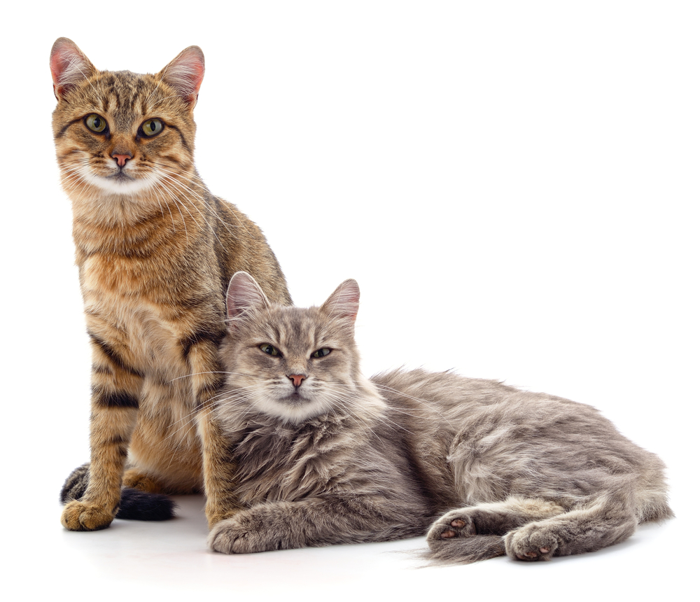 Inflammatory Bowel Disease in Cats Natural Treatment